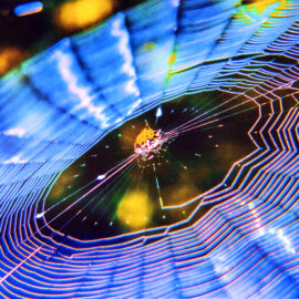 Colorful Web