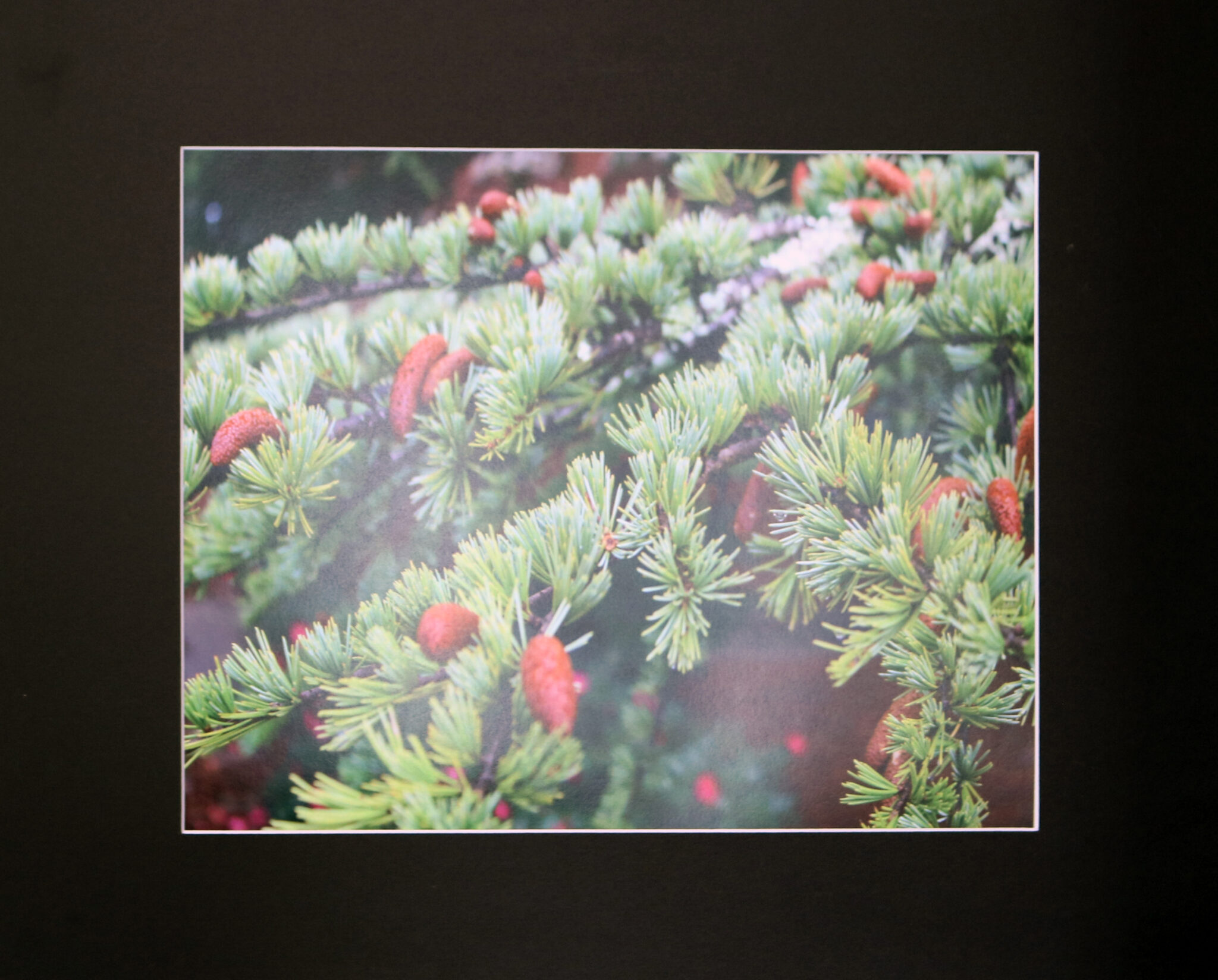 Evergreen Ever Beautiful Alabama Department of Mental Health