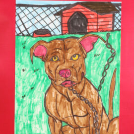 American Pit Bull Terrier